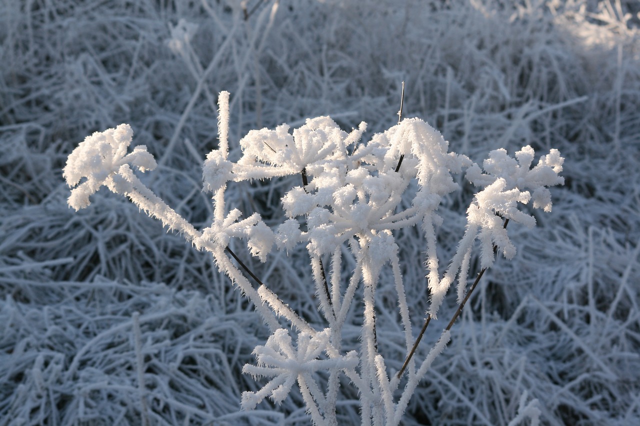 winter nature snow free photo