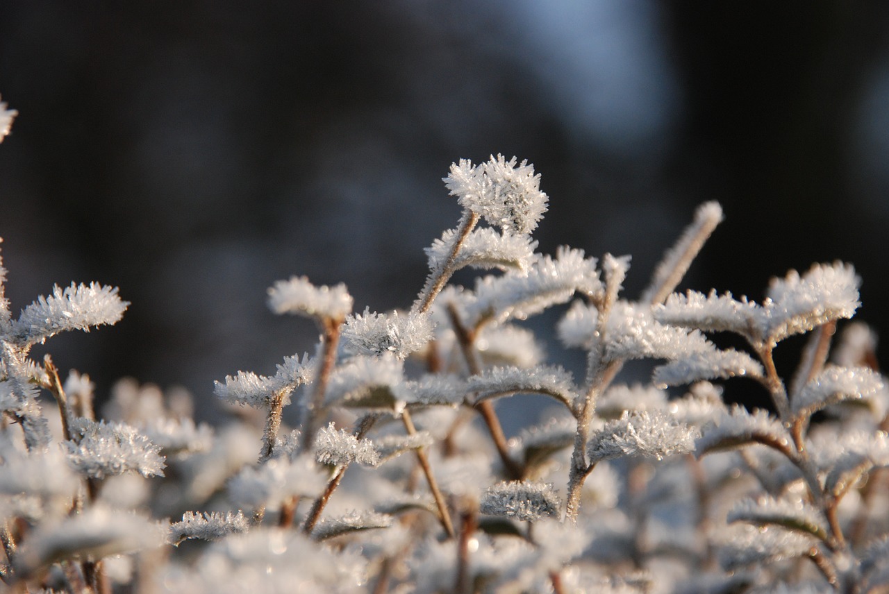 winter frost freeze free photo