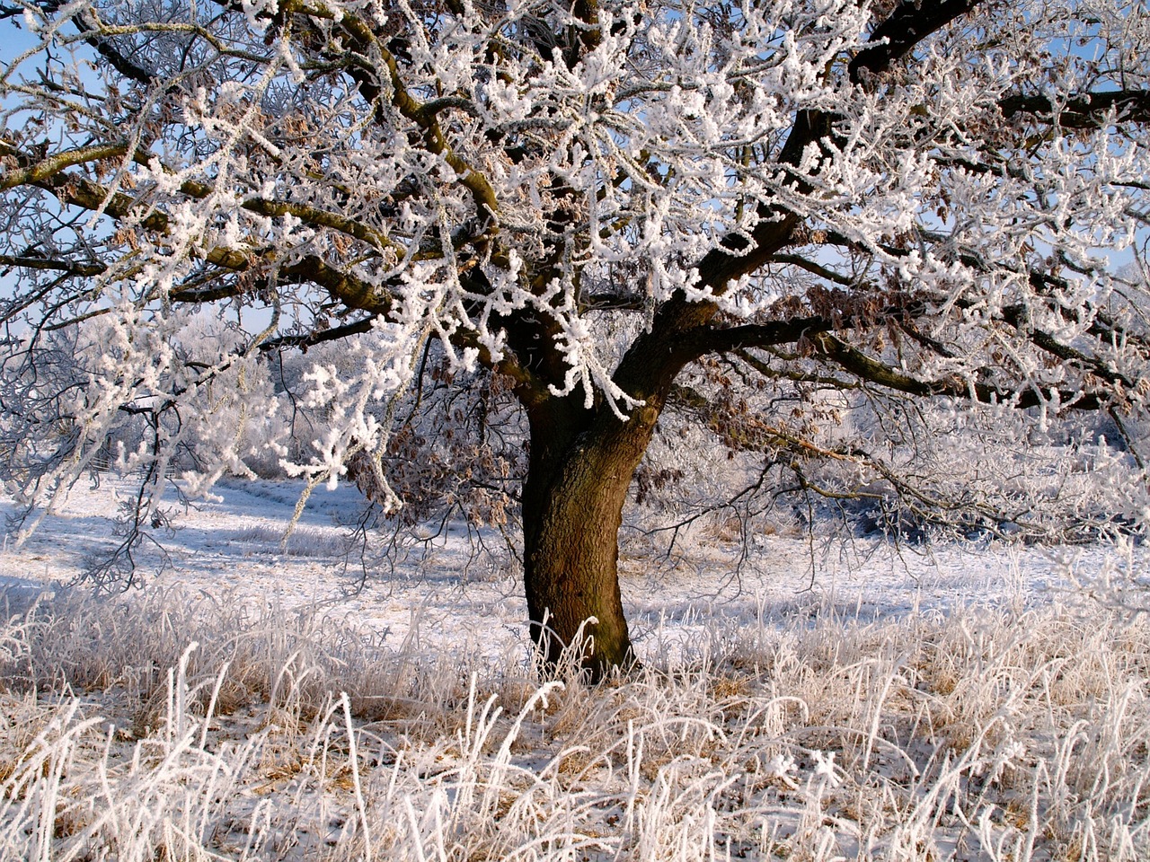 winter ice frost free photo