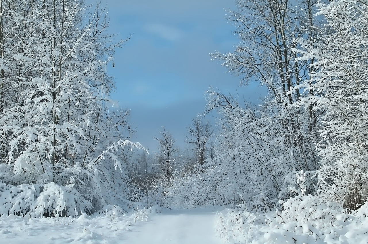 blue sky snow cover trees winter scenery free photo