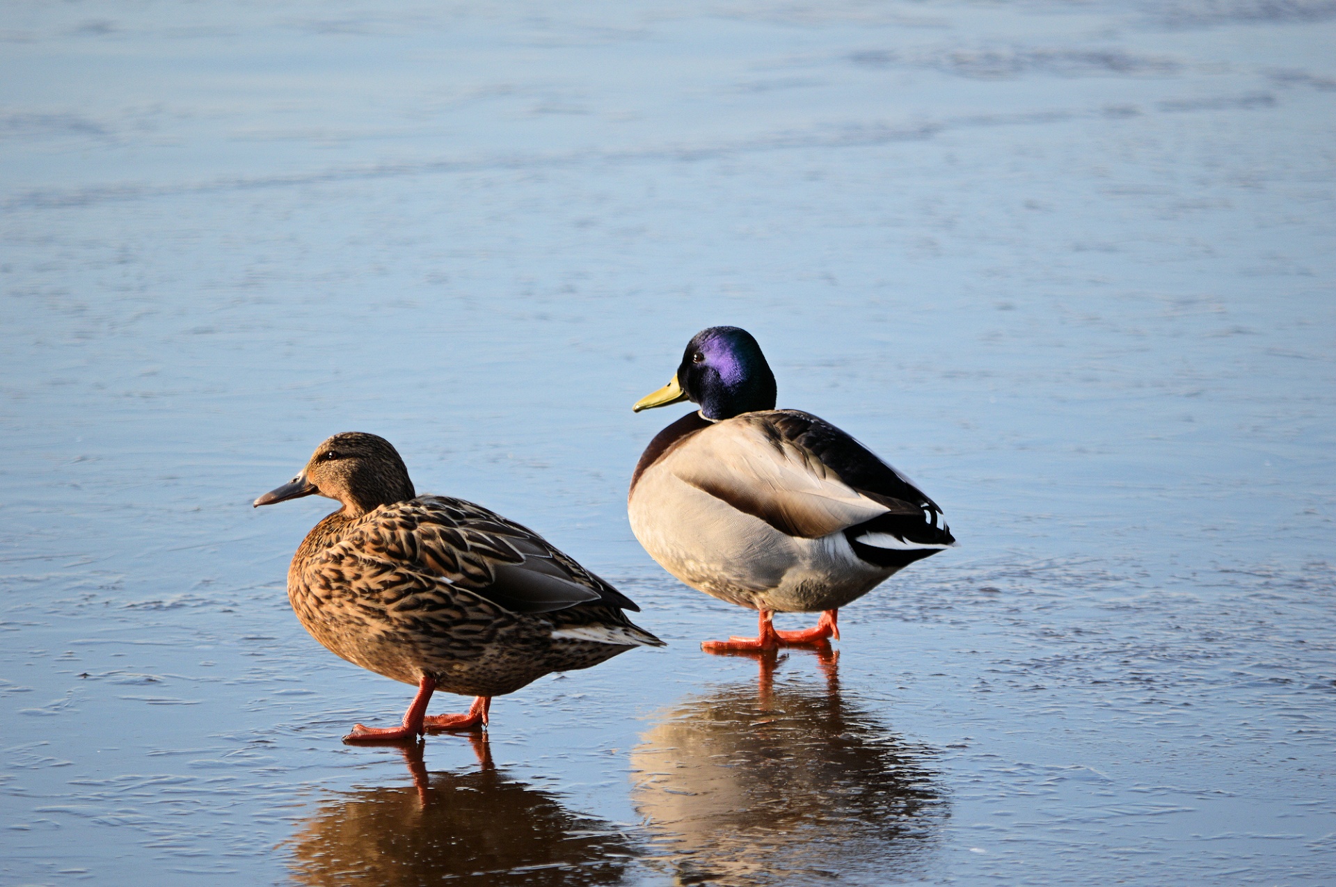 ice winter ducks free photo