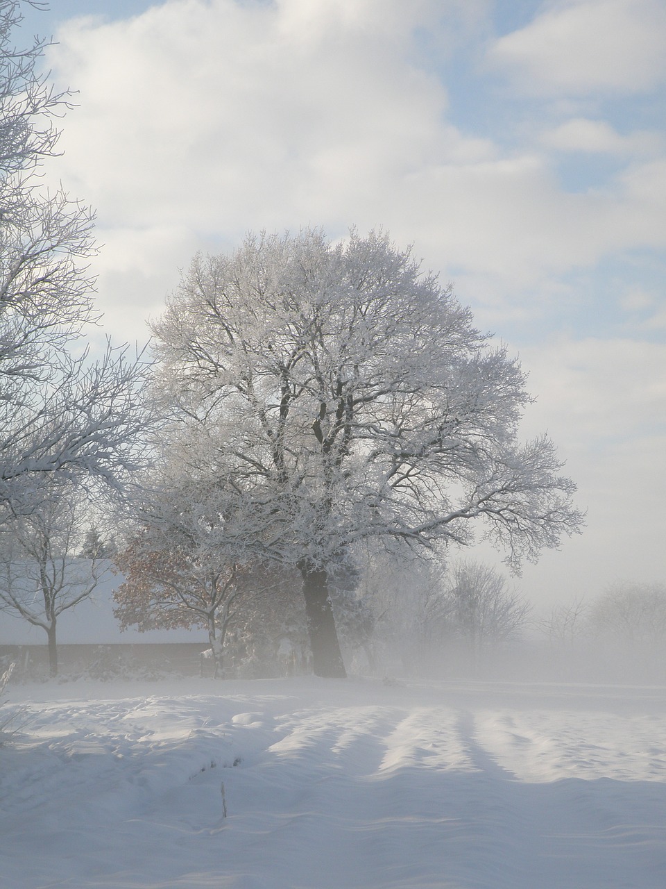 winter tree snow free photo