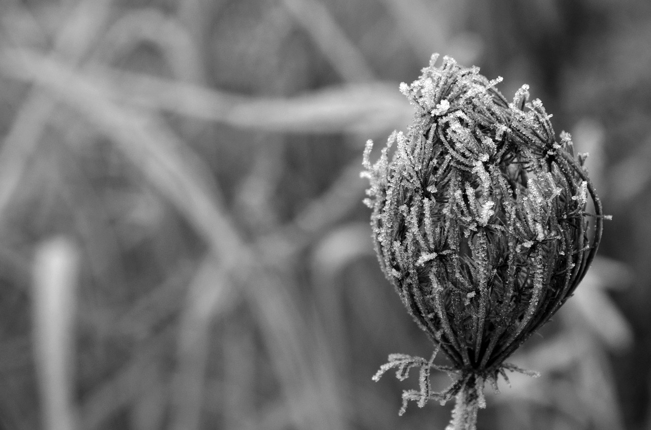 winter frost macro free photo