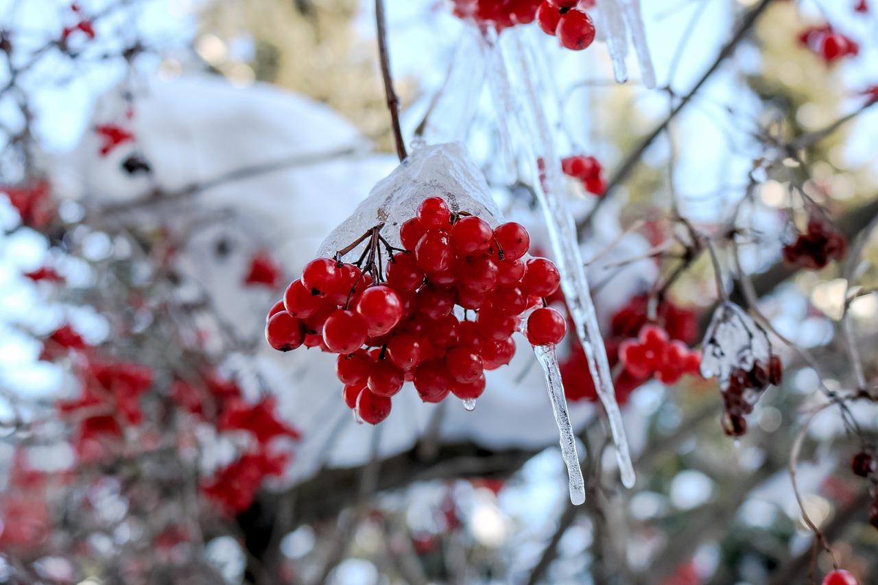 winter ice tree free photo