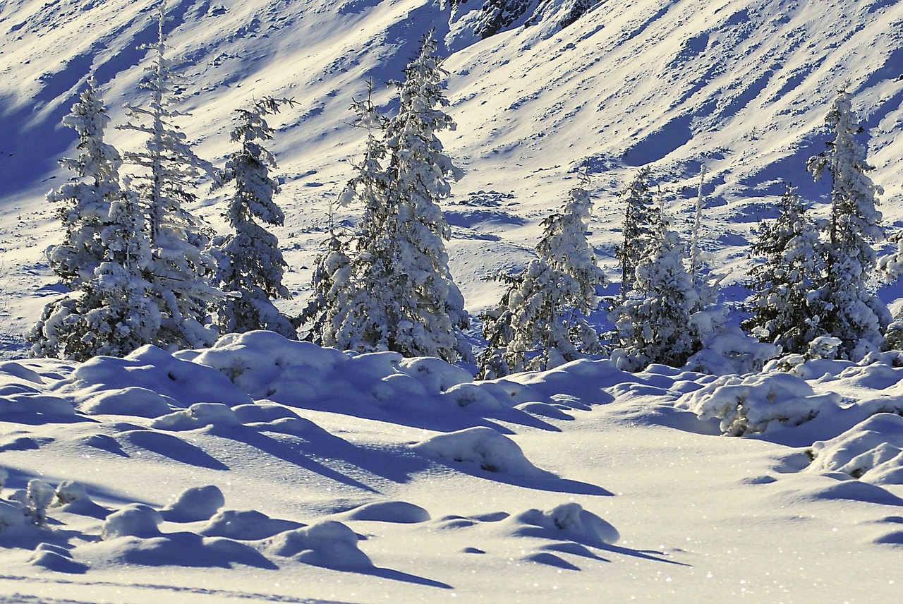 winter snow tree free photo