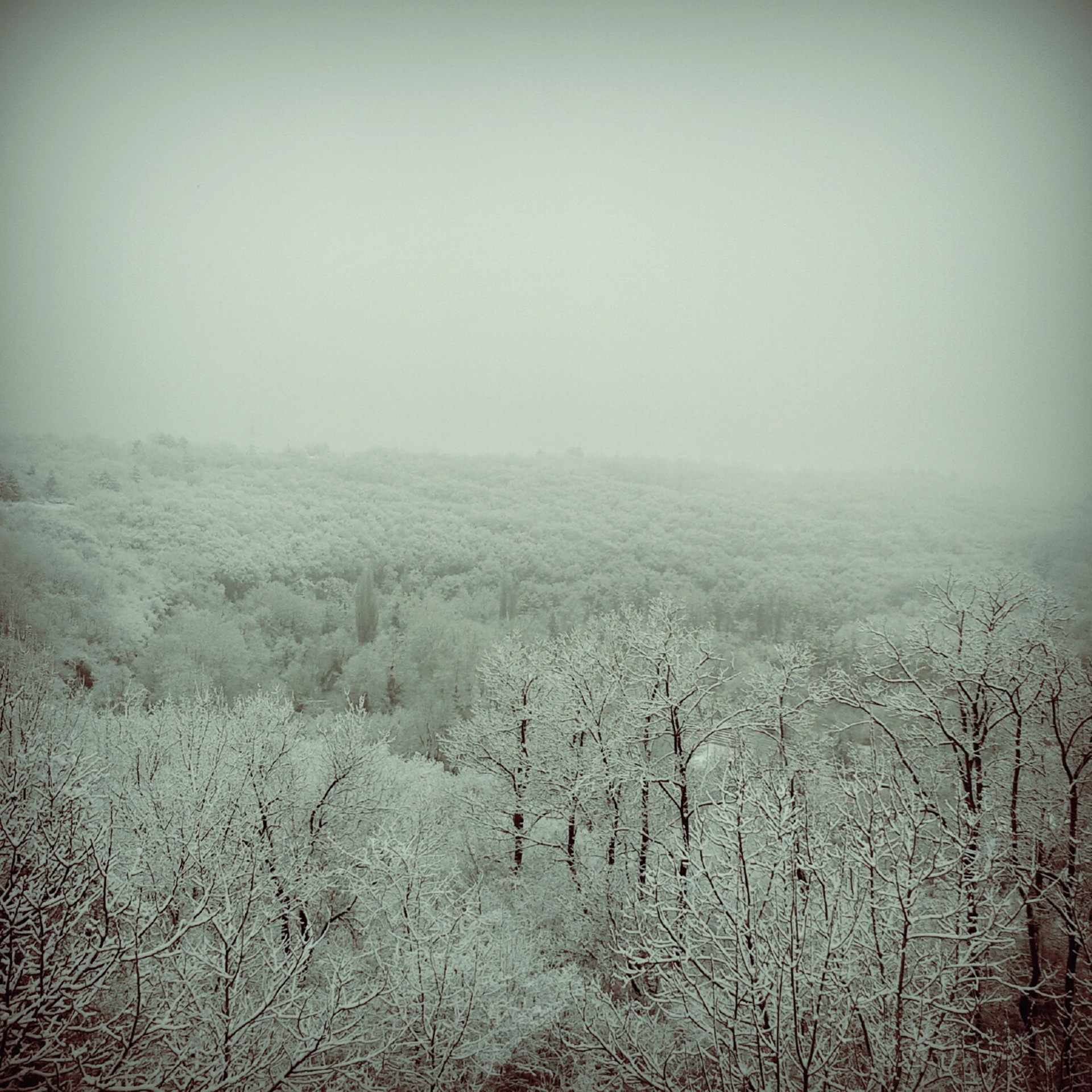 winter forest snow free photo