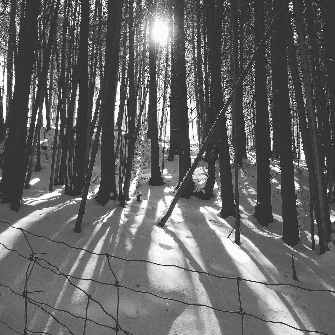 winter snow black and white free photo