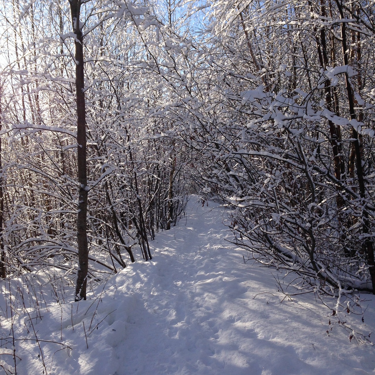 winter forest winter forest free photo