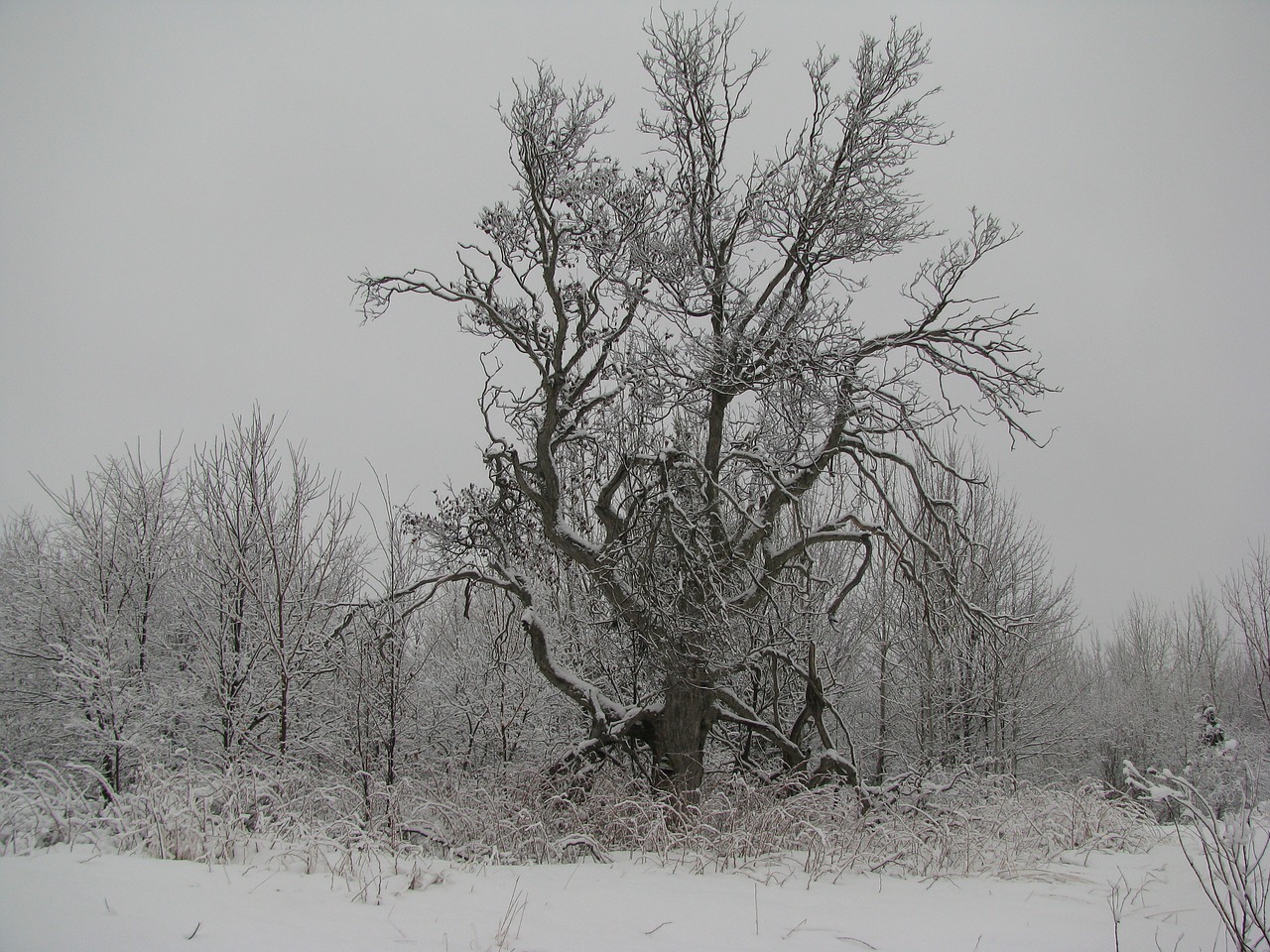 winter tree forest free photo