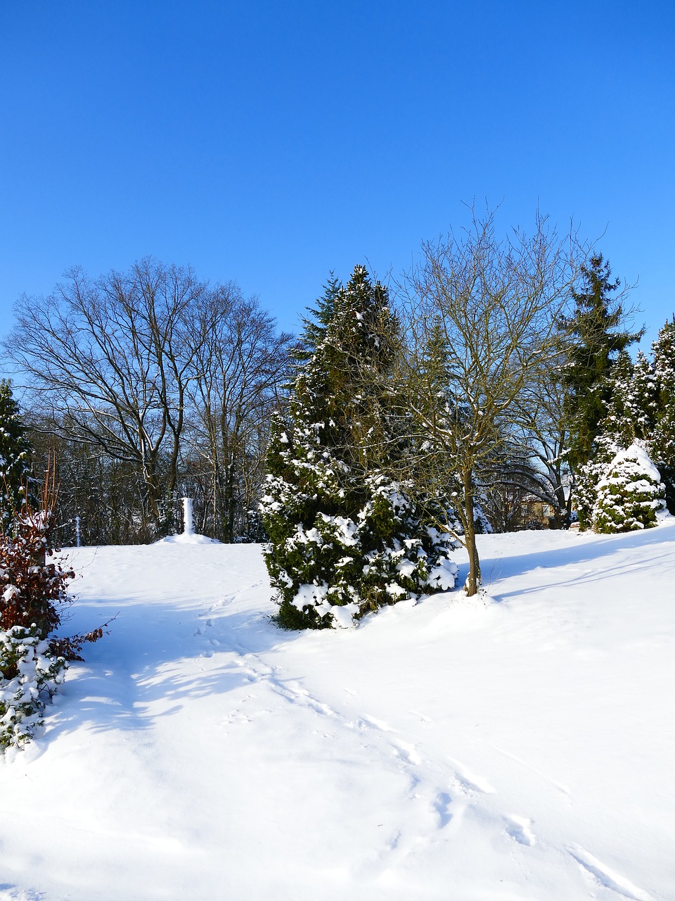 winter snow wintry free photo