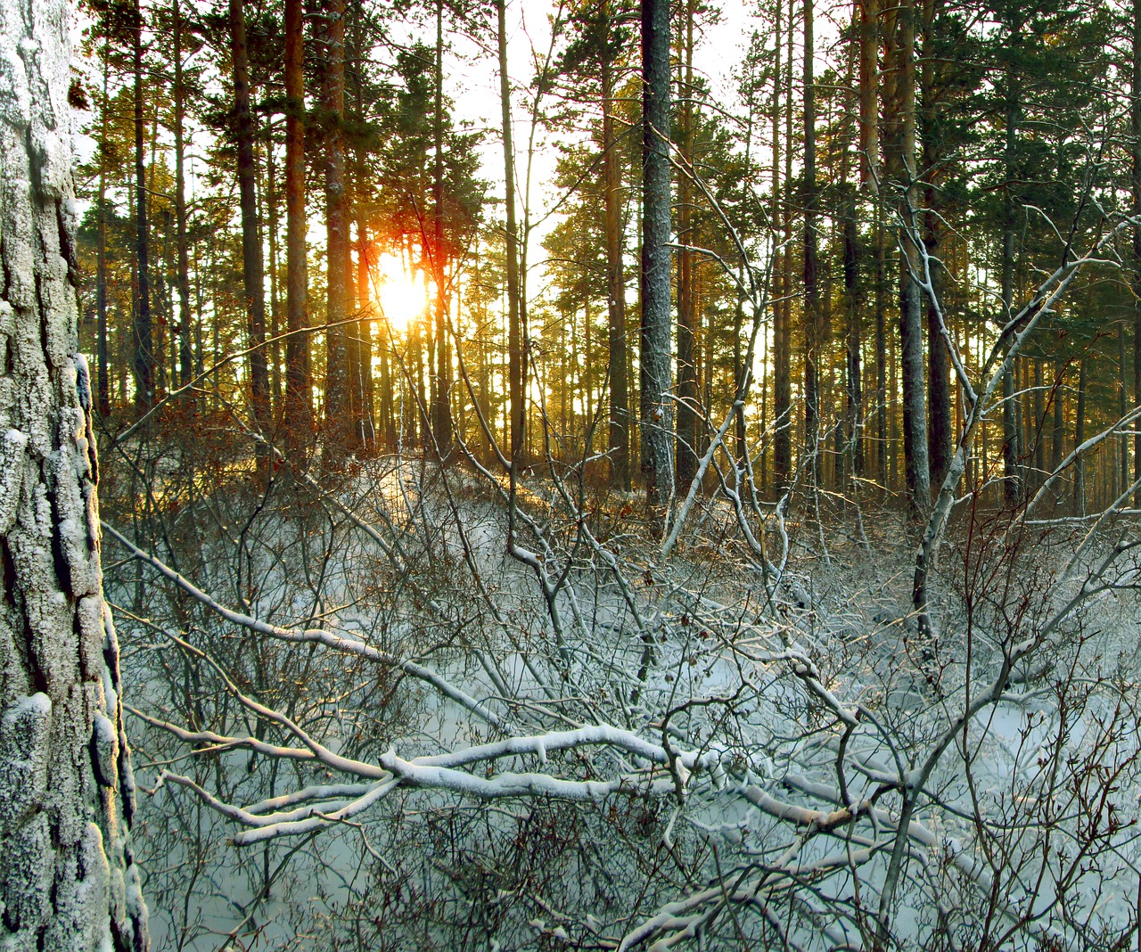 winter forest taiga free photo