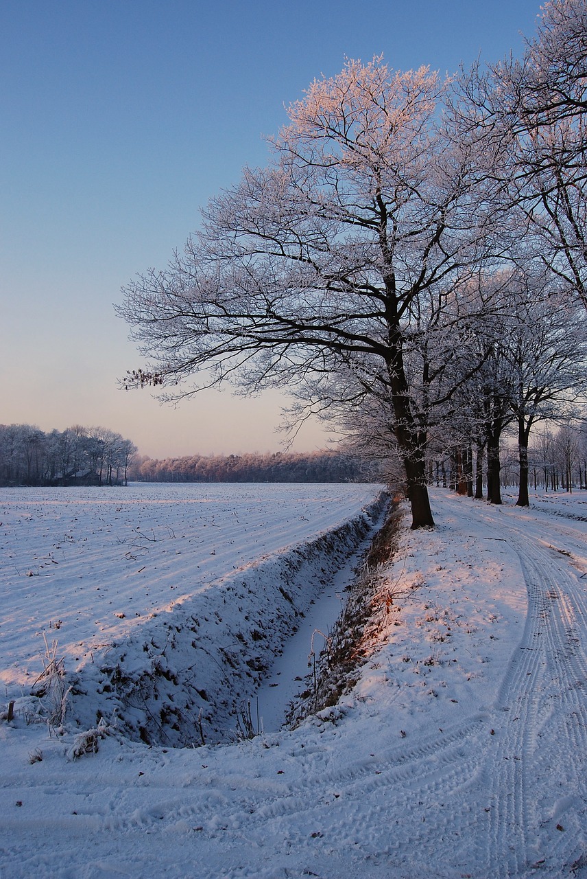 winter white frost free photo