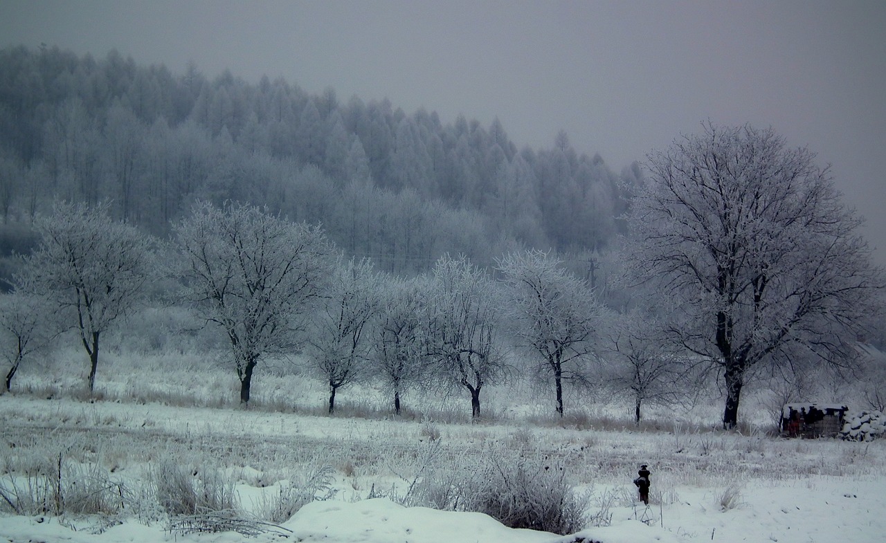 winter tree snow free photo