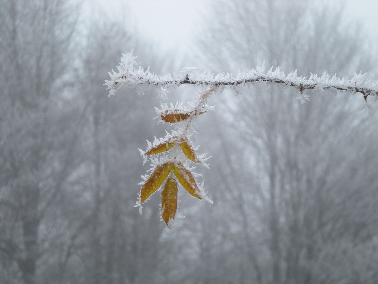 winter frost tree free photo