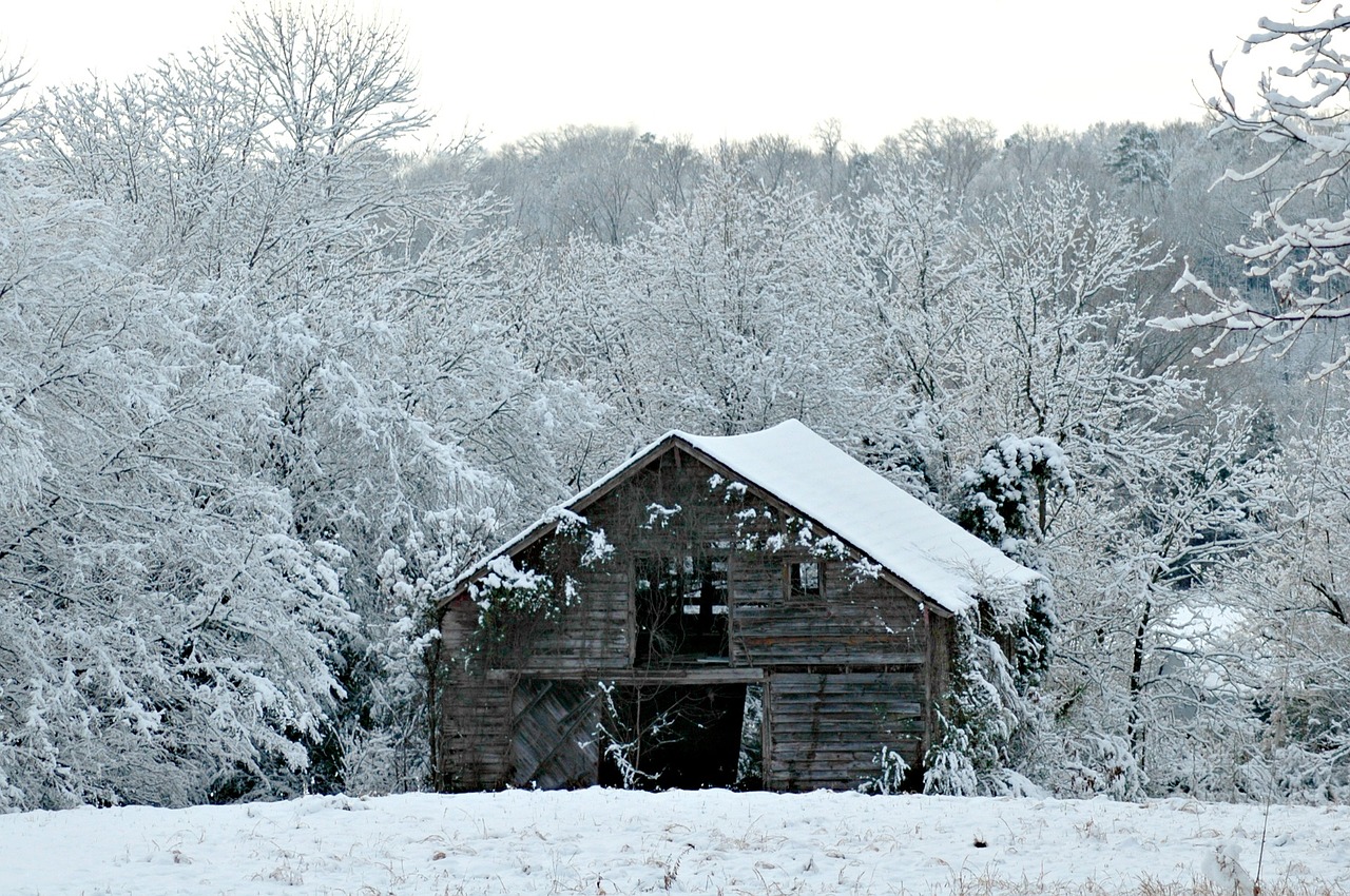 winter snow nature free photo