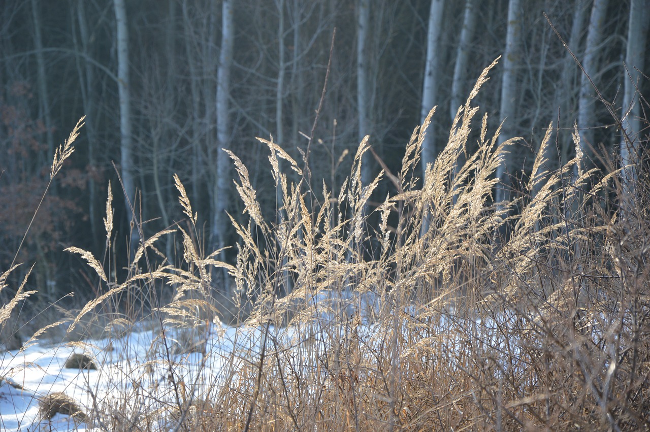 winter grass frost free photo