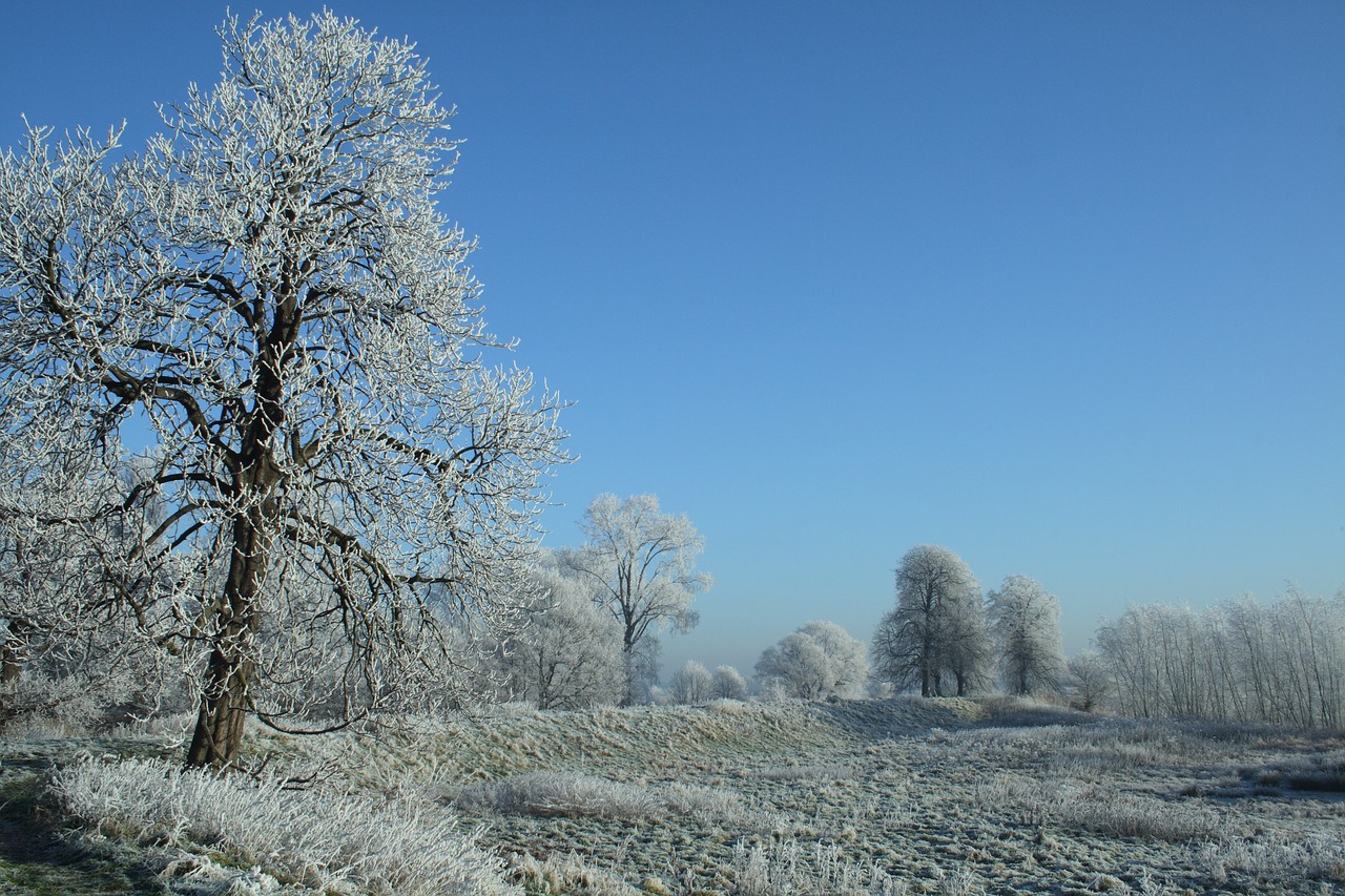 winter winter landscape nature free photo