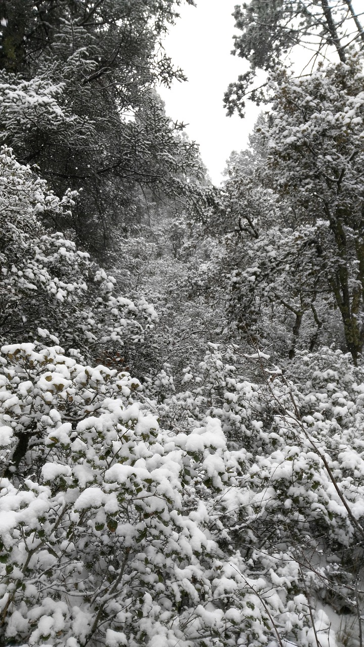 winter landscape snow free photo