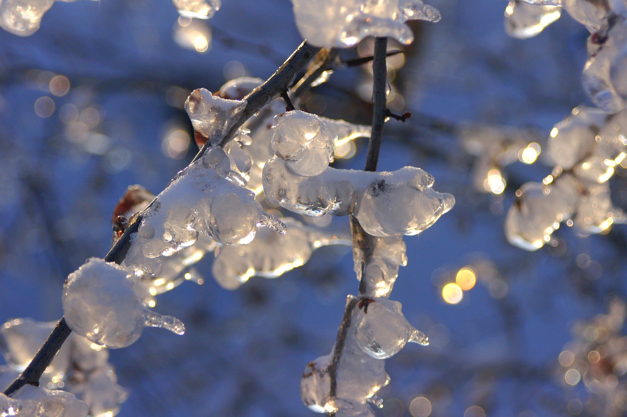 winter ice snow free photo