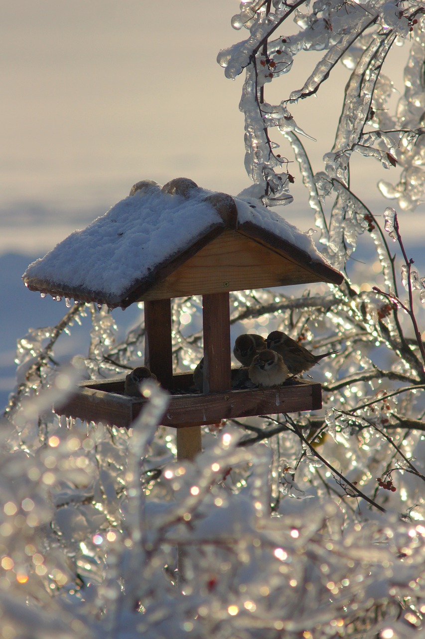 winter ice snow free photo