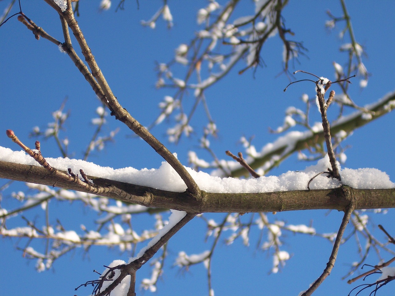 winter snow snowy free photo