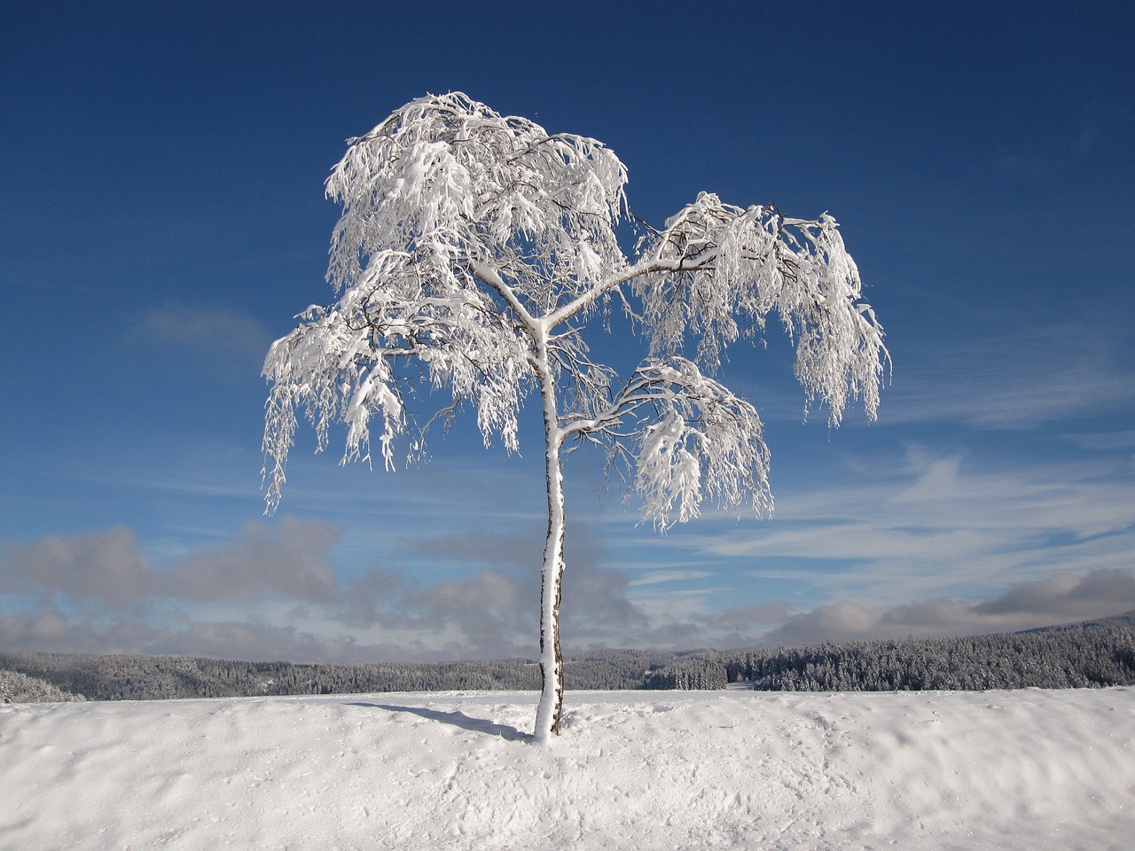 winter snowy firs free photo