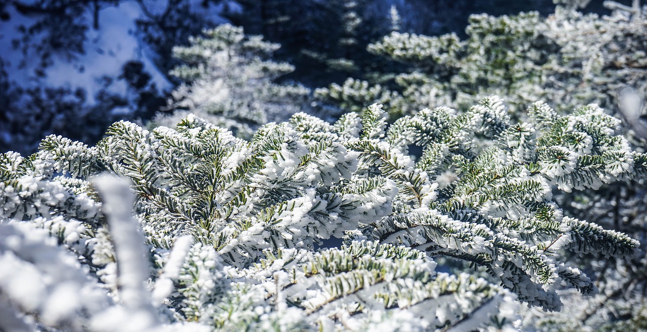 winter tree snow free photo