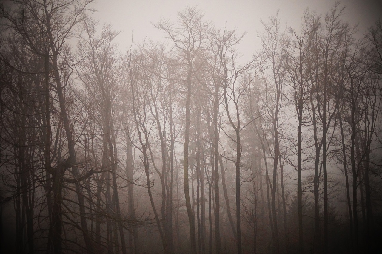 winter fog trees free photo
