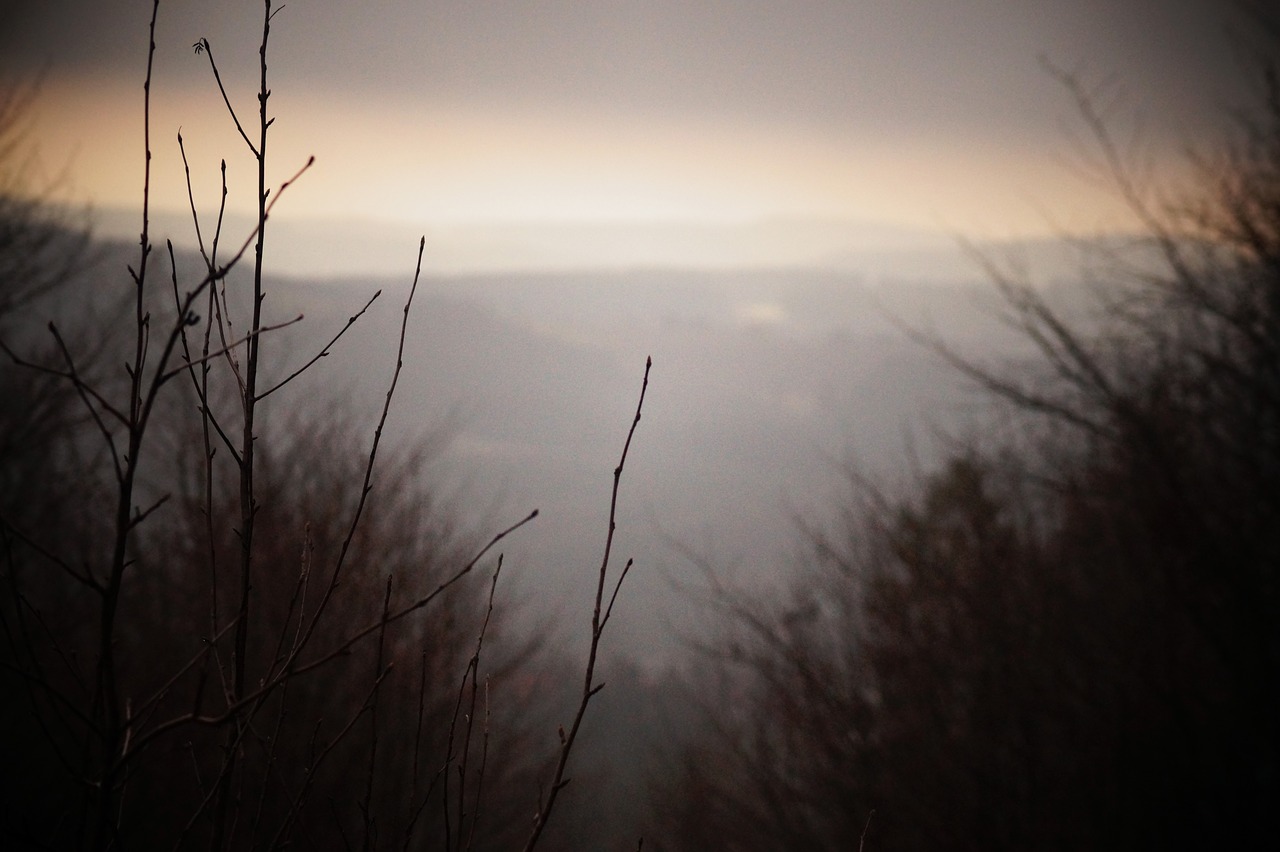 winter fog landscape free photo