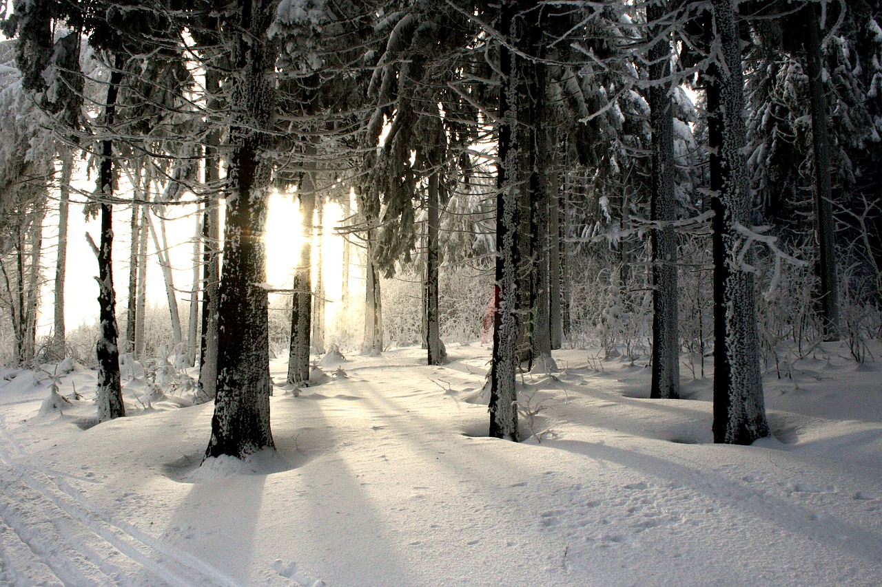winter winter forest forest free photo