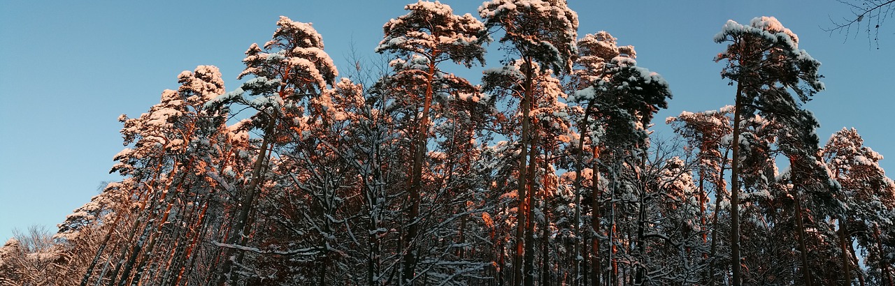 pine winter romantic free photo