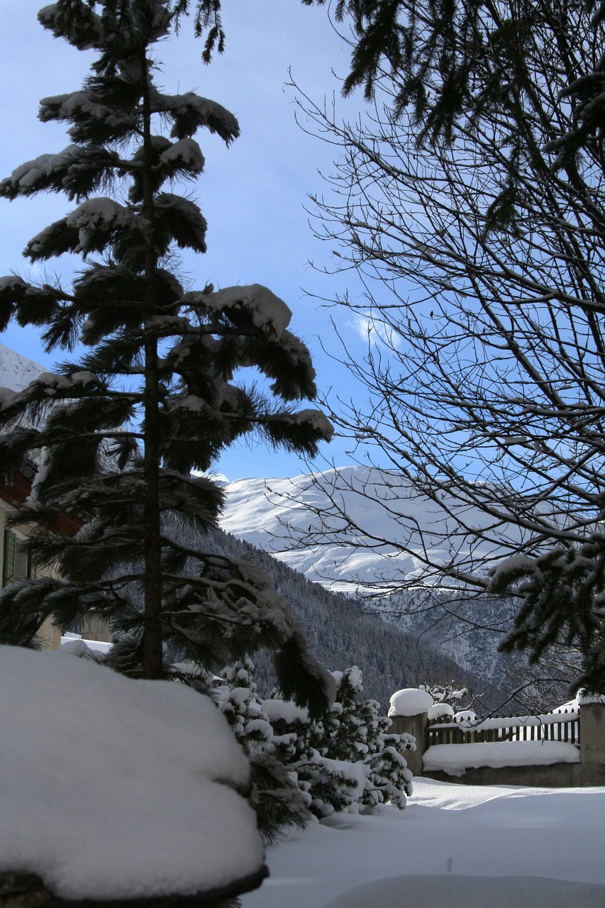 winter tree snow free photo