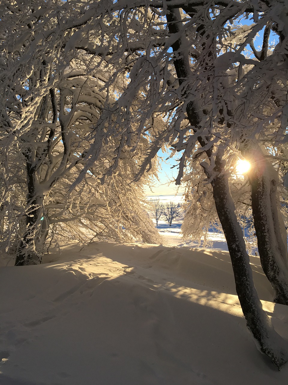 winter snow forest free photo