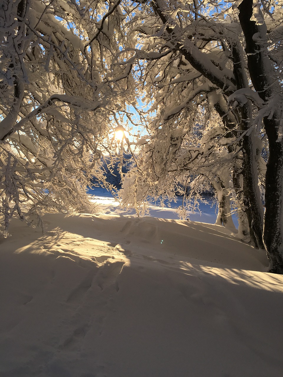 winter snow forest free photo