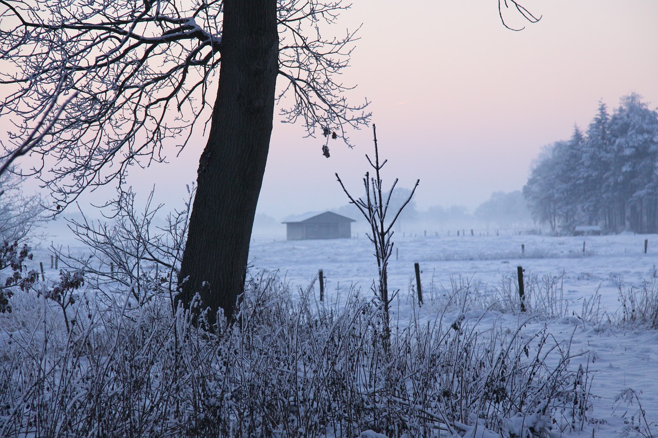 winter tree snow free photo