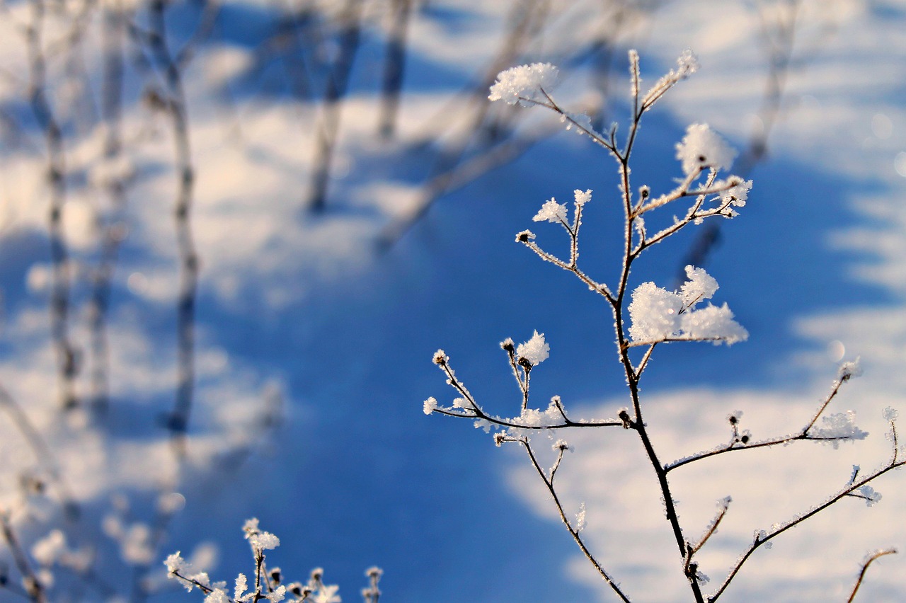 winter snow landscape free photo