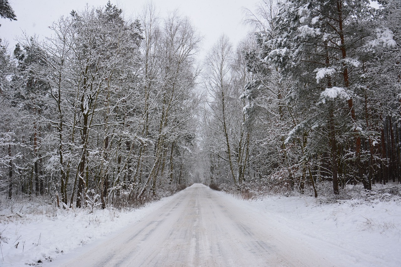 winter forest snow free photo