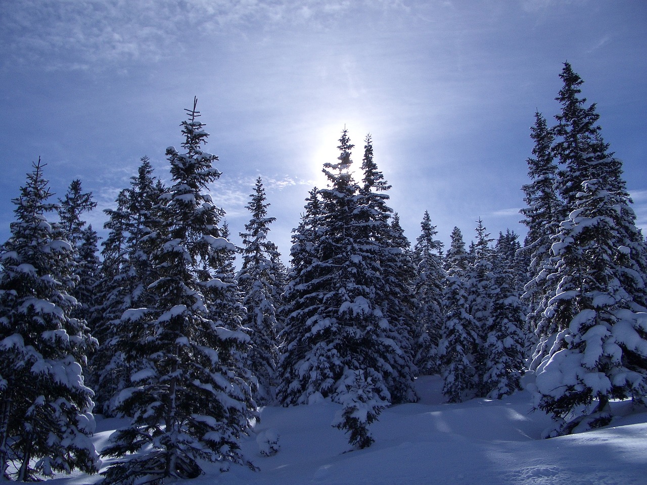 winter trees nature free photo