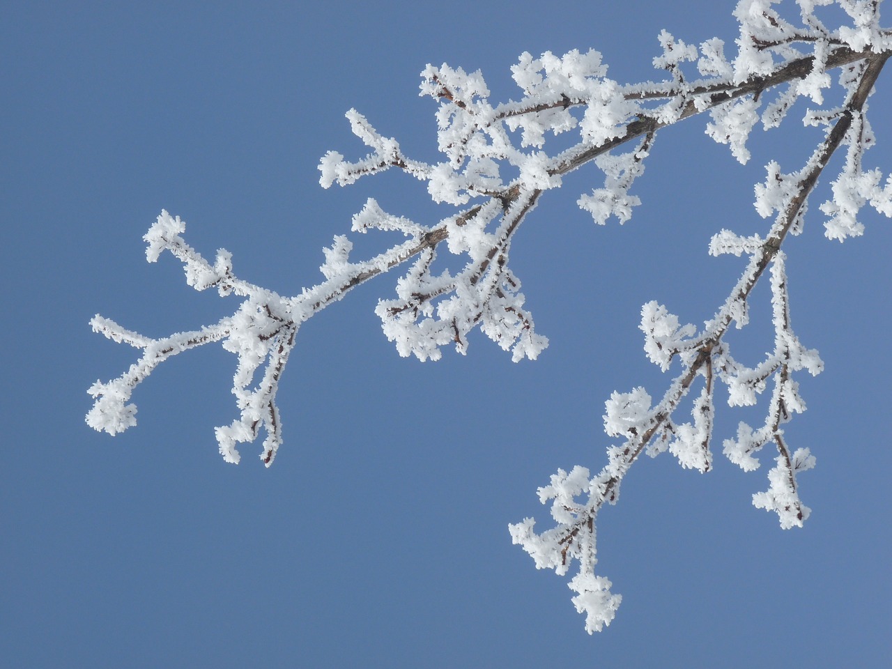 winter frost branch free photo