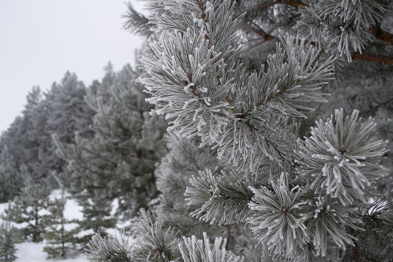 winter nature landscape free photo