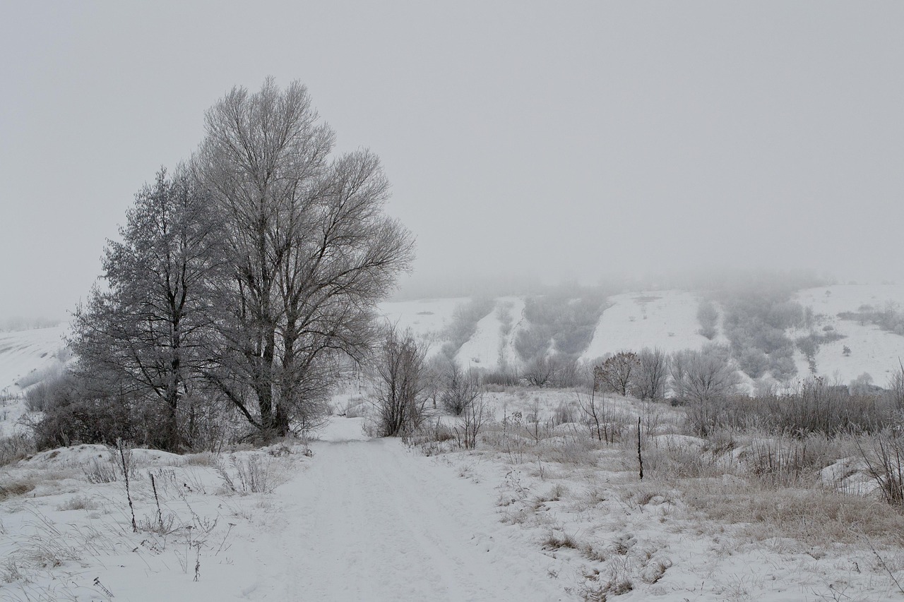 winter nature landscape free photo