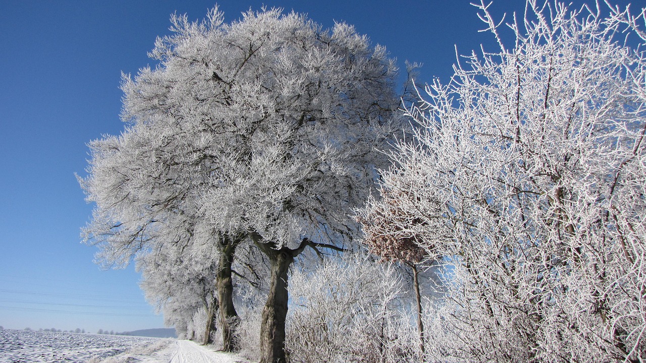 winter tree frost free photo