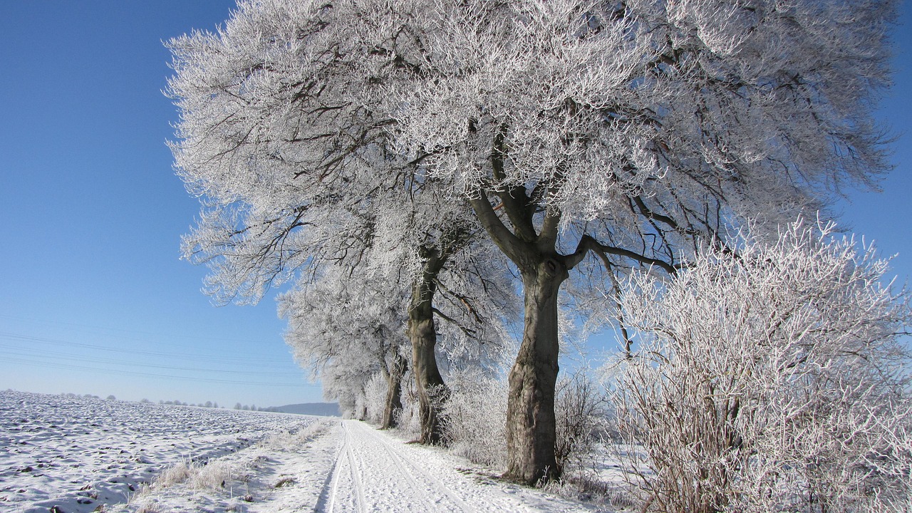 winter tree frost free photo