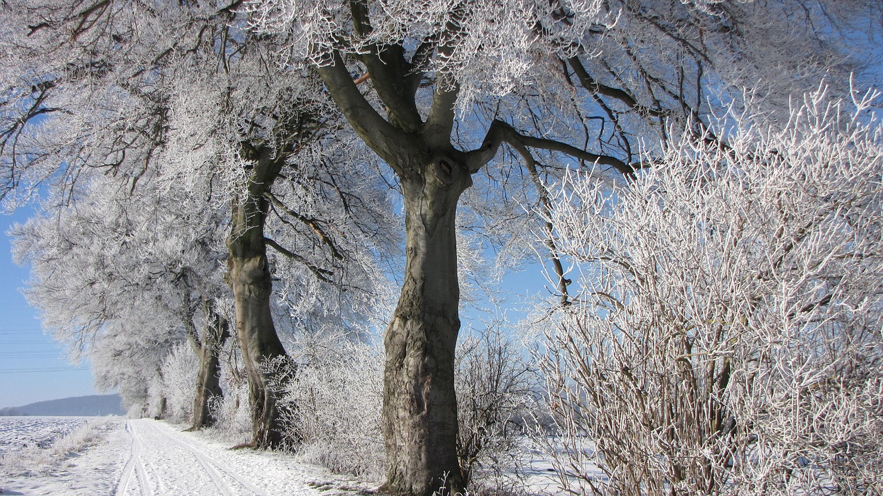 winter tree frost free photo