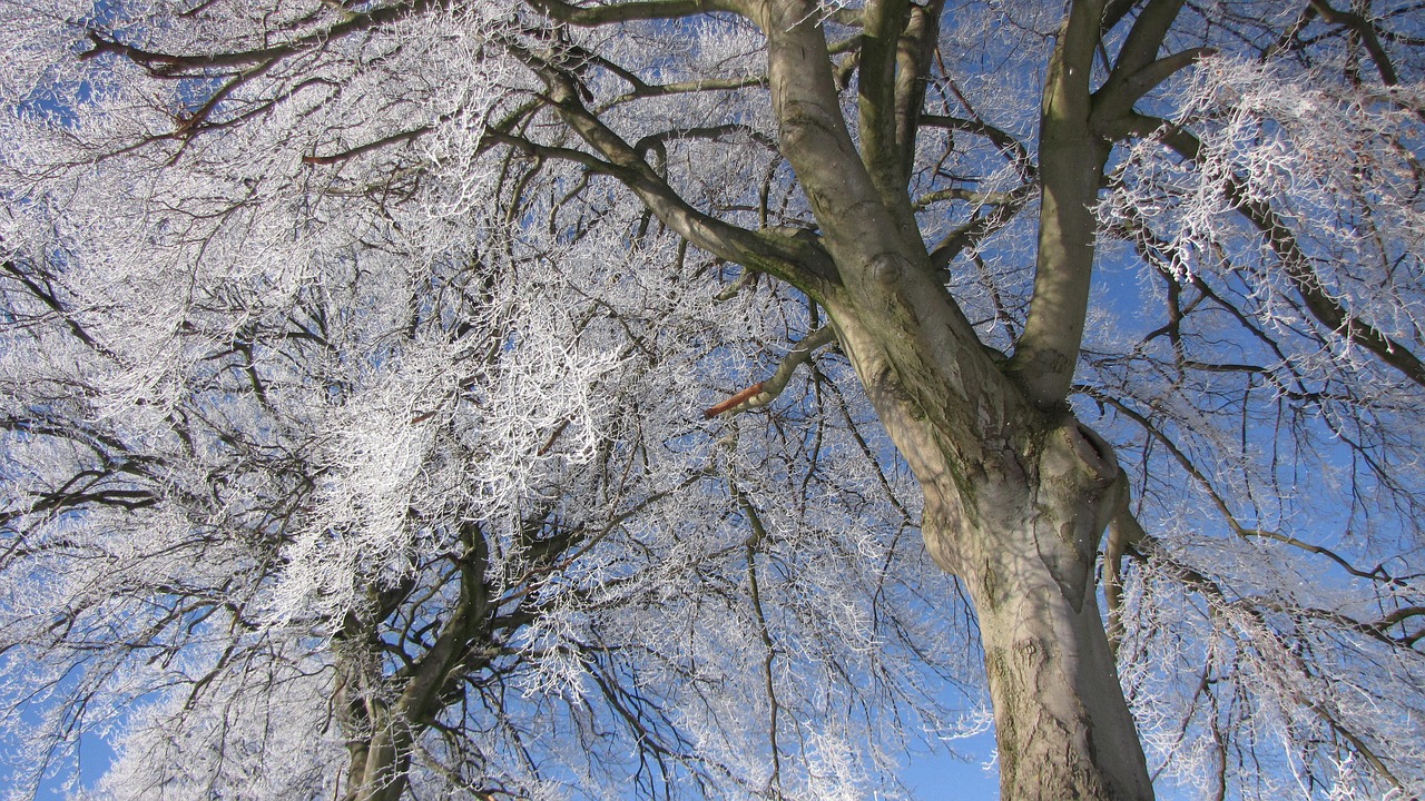 winter tree frost free photo