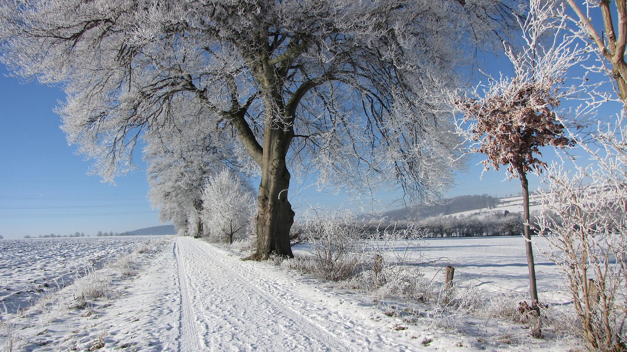 winter tree frost free photo