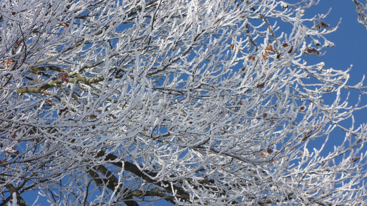 winter tree frost free photo