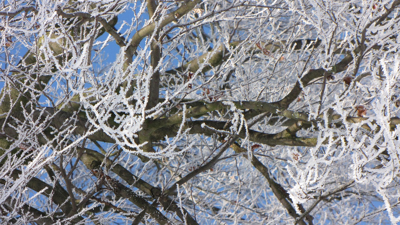 winter tree frost free photo