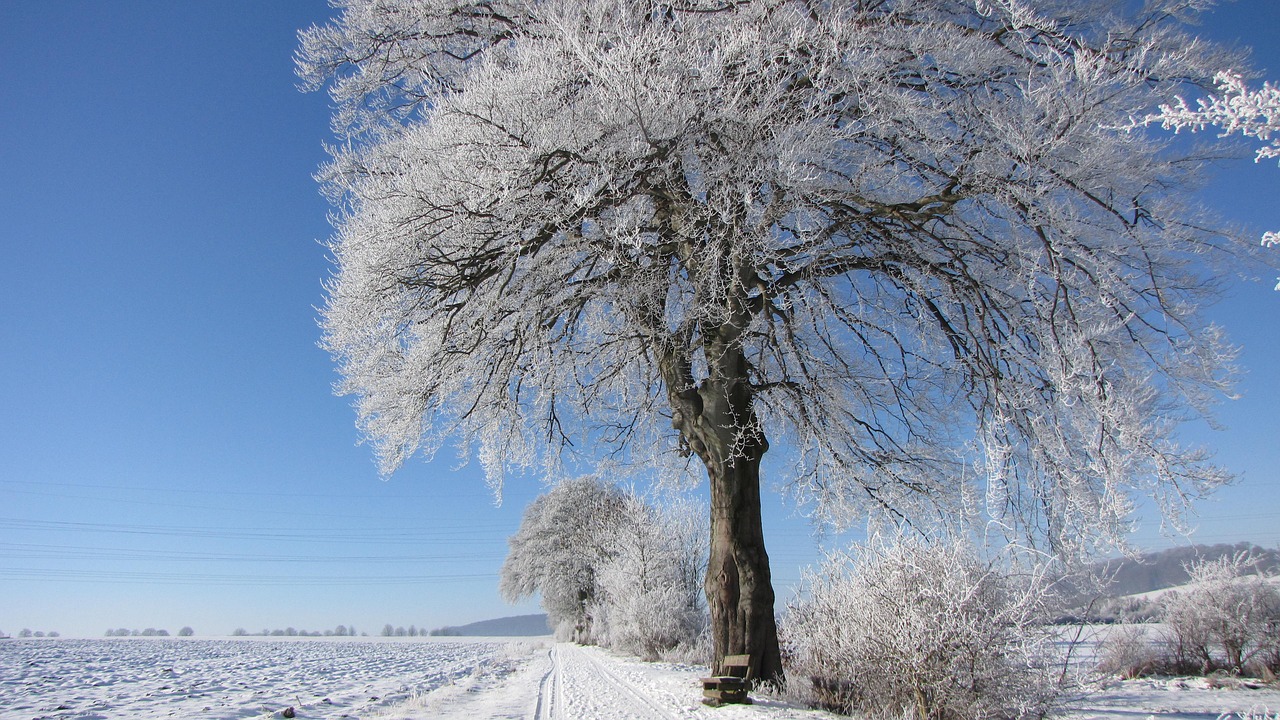 winter tree frost free photo