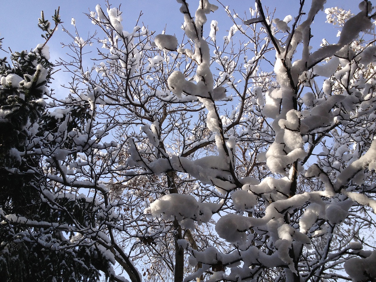 winter snow trees free photo